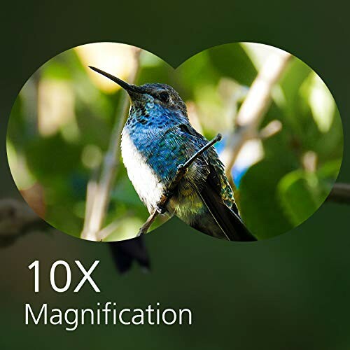 Close-up of a bird with 10x magnification